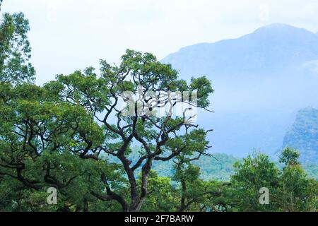 valparai to pollachi road Stock Photo