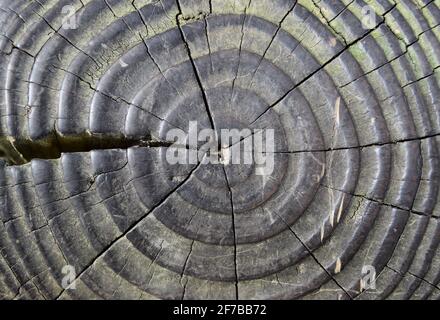 Wood Rings Stock Photo