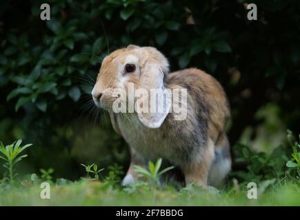 lop eared dwarf ram rabbit sitting in bush Stock Photo