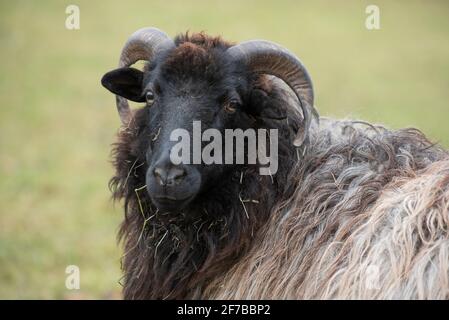 Portrait of a Heidschnucke, a German sheep with round horns and long fur, in front of a green background Stock Photo