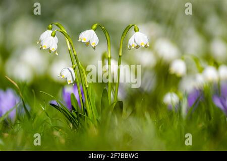 Close-up of snowflakes (Leucojum vernum), growing with purple spring crocuses (Crocus vernus) in the valley Polenztal. Stock Photo