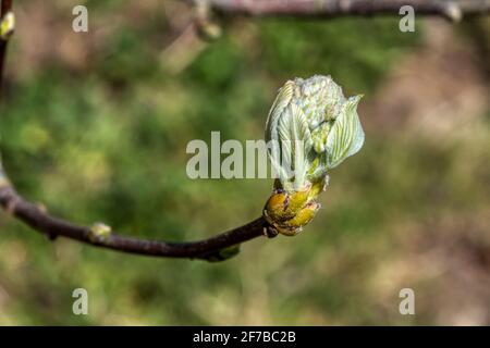 Spring bud. Stock Photo