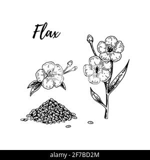 Set of hand drawn flax flowers, branches and seeds. Vector illustration in sketch style for linen seeds and oil packaging Stock Vector