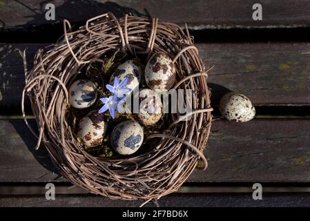 In a woven wreath of willow branches there are quail eggs and a flower on wooden planks and are photographed from above Stock Photo