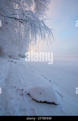 Winter landscape at dawn, the bank of a frozen river. Hanging tree ...