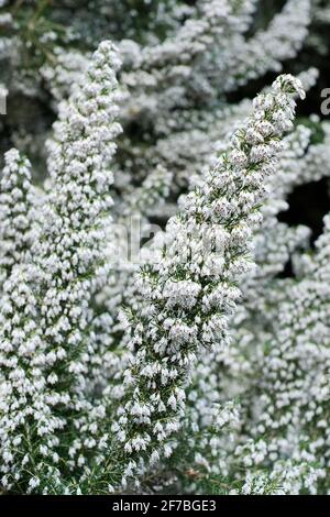 tree heath Erica Arborea Stock Photo