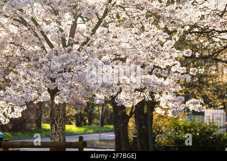 Blooming apple tree against the light at sunset. Beautiful white flowers illuminated by evening sun. Spring peak blossom. Beautiful weather. Stock Photo