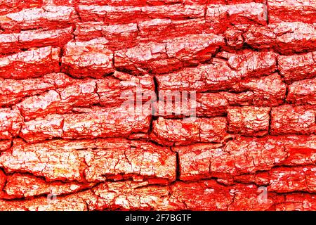 The bark of the tree is toned. Stock Photo