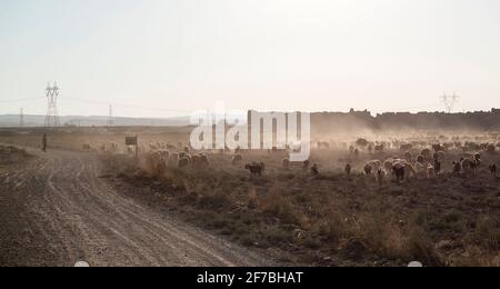 Shepherd and his flock of sheep at the Belqays fort near Esfarāyen, North Khorasan, Iran Stock Photo