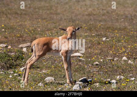 Bontebok (Damaliscus pygargus pygargus) young, Bontebok National Park, South Africa Stock Photo