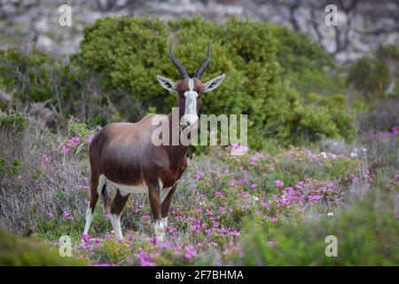 Bontebok (Damaliscus pygargus pygargus), Table Mountain National Park, South Africa Stock Photo