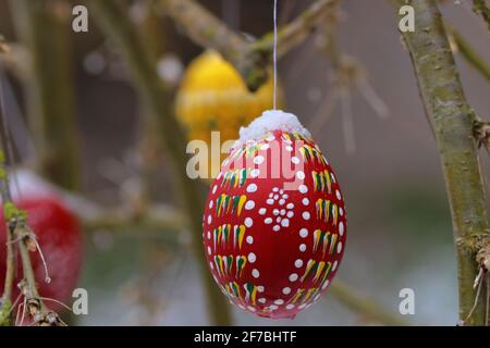 cold and snowy easter holidays with colored and painted hanging easter eggs covered with snow Stock Photo