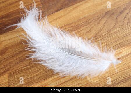 White feather lies on wooden table closeup Stock Photo