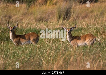 Red lechwe (Kobus leche), Khwai Conservancy, Botswana Stock Photo