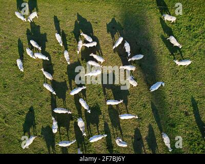Aerial view of a green pasture with cows grazing in Lisburn, Northern ...