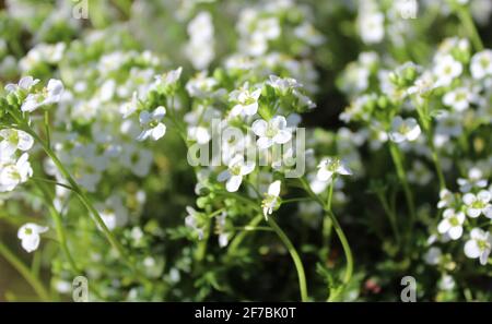 chamois cress in the garden Stock Photo