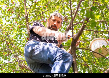 An authentic young man in a baseball cap with a back visor on a tree picks cherries or cherries while harvesting, cuts a branch with garden shears Stock Photo