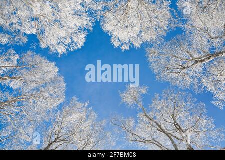 common beech (Fagus sylvatica), tree tops of snow covered beeches in front of blue sky, Switzerland Stock Photo