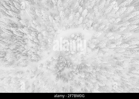 Norway spruce (Picea abies), drone photo of a winter forest in fog, Zug, Switzerland Stock Photo