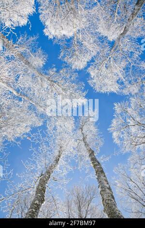 common beech (Fagus sylvatica), tree tops of snow covered beeches in front of blue sky, Switzerland Stock Photo