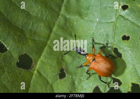 Hazel weevil (Apoderus coryli), sits on an eroded leaf, Austria Stock Photo