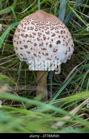 parasol (Macrolepiota procera, Lepiotia procera), fruiting body on grass, Germany, Mecklenburg-Western Pomerania Stock Photo