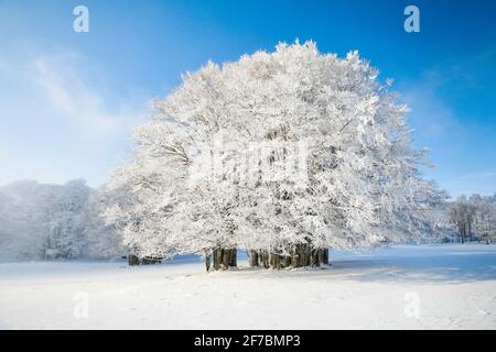 common beech (Fagus sylvatica), huge, snow covered group of beeches and blue sky at the Neuenburger Jura, Switzerland Stock Photo