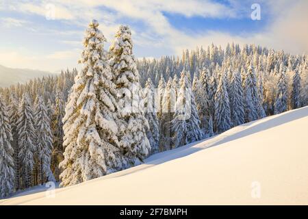 spruce (Picea spec.), snow covered spruce forest at the Ratenpass, Zug, Switzerland Stock Photo