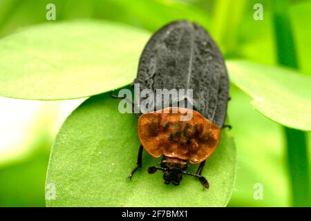 red-breasted carrion beetle (Oiceoptoma thoracica, Oiceoptoma thoracicum, Oeceoptoma thoracicum), sits on a leaf, Austria Stock Photo