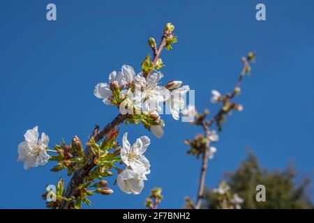 Blooming cherry blossom on cloudless blue sky. Stock Photo