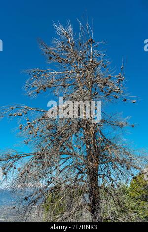 Dry black pine tree but with pine cones still attached to the branches. Abruzzo, Italy, Europe Stock Photo