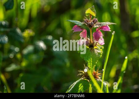 Selective focus photograph of the medicinal flower of Variegated dead nettle, Lamium maculatum (L.) L. Abruzzo, Italy, Europe Stock Photo