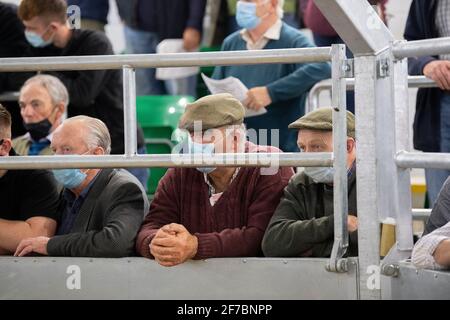 Farmers attending livestock sale during the Covid-19 Pandemic, wearing face mask protection to help prevent the spread of the virus. UK Stock Photo