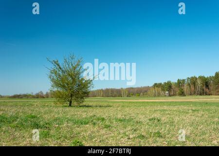 A lonely tree growing in a meadow, a forest in the horizon Stock Photo