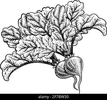 Beets Beetroot Vegetable Woodcut Illustration Stock Vector