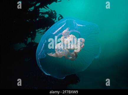Moon jellyfish (Aurelia aurita) drifting close inshore, UK.