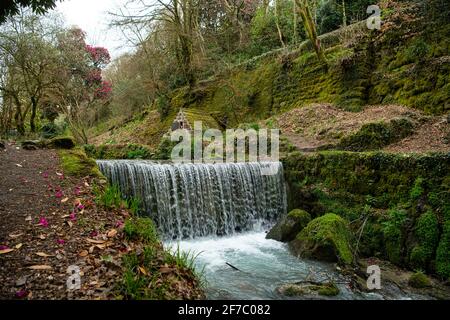 gorgeous waterfall is right next to a holy well from the 15th century named Menacuddle Well. St Austell Cornwall, Menacuddle Well. waterfall and azale Stock Photo