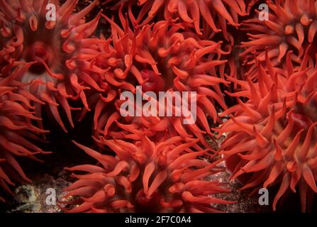 Beadlet anemone (Actinia equina) group on rock in shallow water, UK. Stock Photo