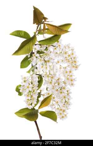 Branch of blossoming bird cherry "Prunus padus" isolated on white background, close-up. For medicinal purposes, flowers are used as an anti-inflammato Stock Photo