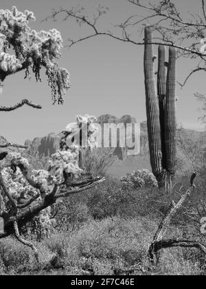 American Southwest near Mesa, Arizona and Superstition Mountain. Common cactus seen are Cholla and Saguaro. Stock Photo