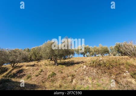 Terraced field with Olive Grove on the coastline of the Lake Garda (Lago di Garda) with clear blue sky on background, Garda town, Verona, Italy. Stock Photo