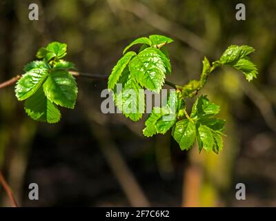 Fresh green elm leaves in spring sunlight Stock Photo