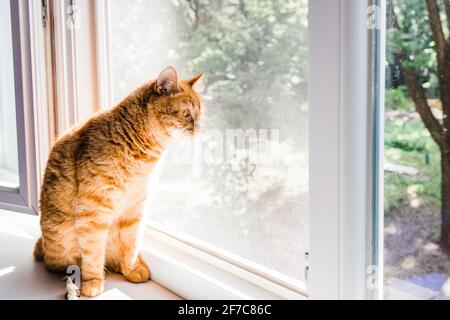 Funny cute ginger cat on the windowsill looking with interest. Stock Photo