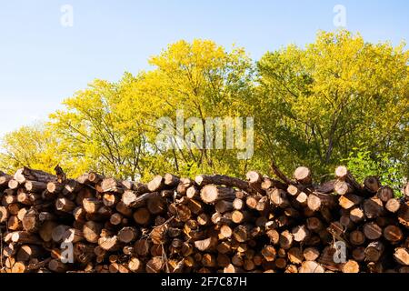 Wooden logs stacked in a pile in forest.  France. Freshly chopped tree logs prepared in autumn for winter heating in  cold weather. Timber industry Stock Photo