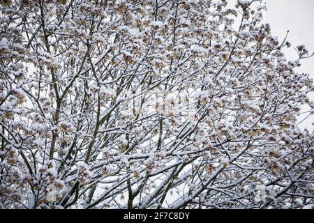 snow on a blossoming maple tree in Wetter on the river Ruhr on April 6th. 2021, North Rhine-Westphalia, Germany.  Schnee auf einem bluehenden Ahorn in Stock Photo
