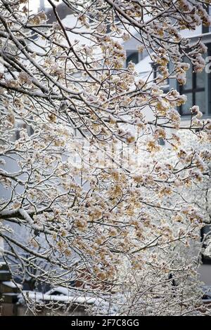 snow on a blossoming maple tree in Wetter on the river Ruhr on April 6th. 2021, North Rhine-Westphalia, Germany.  Schnee auf einem bluehenden Ahorn in Stock Photo