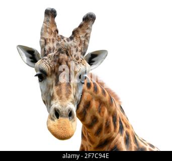 Portrait of a giraffe isolated on white background Stock Photo