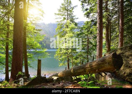 Black lake is the largest lake in the National park Sumava, Czech Republic. Stock Photo
