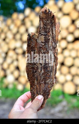 Hand holding spruce bark infested with bark beetles (Ips Typographus) at the background wooden logs. Stock Photo