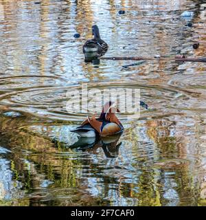 Mandarin Duck and Drake,Aix galericulata.male and female ducks in pond, Weinbergspark,Mitte, Berlin Stock Photo